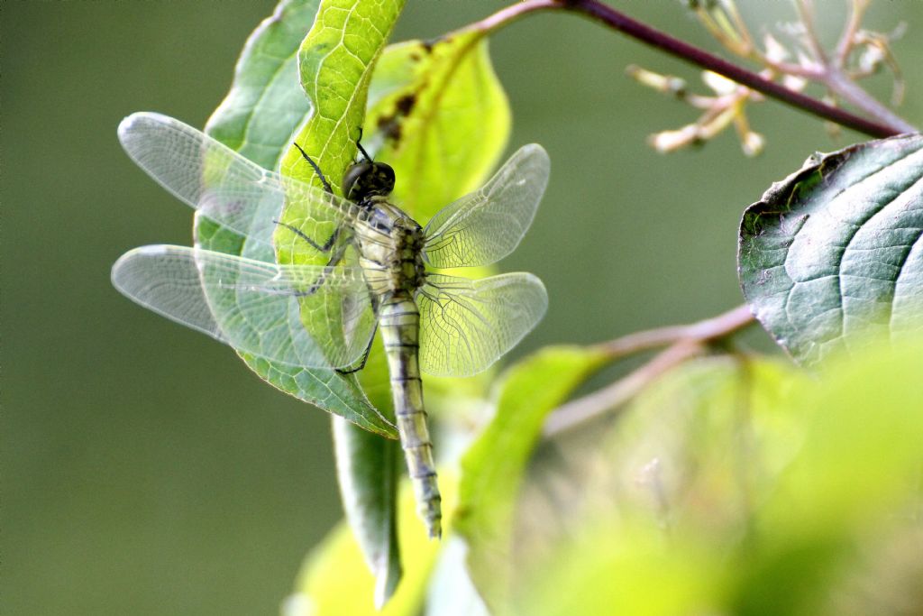 Libellula........?